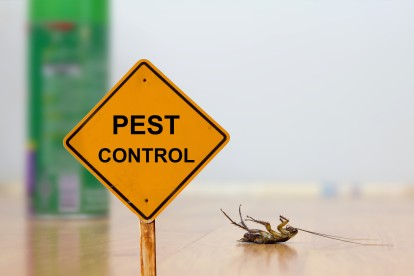 Pest Contol in Bayswater, W2. Call Now 020 8166 9746