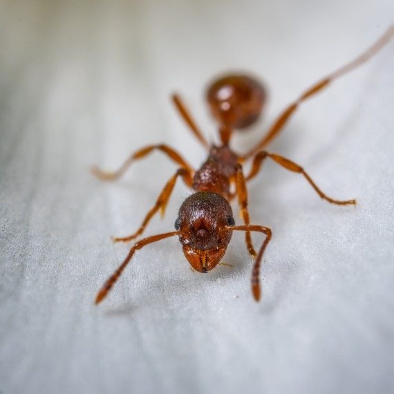 Field Ants, Pest Control in Bayswater, W2. Call Now! 020 8166 9746