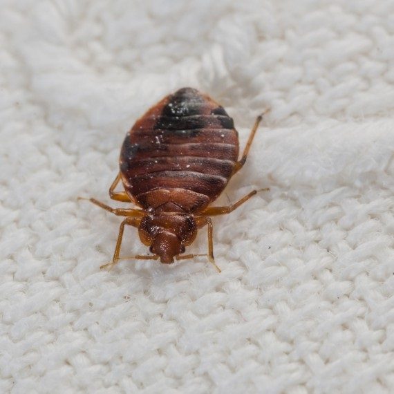 Bed Bugs, Pest Control in Bayswater, W2. Call Now! 020 8166 9746