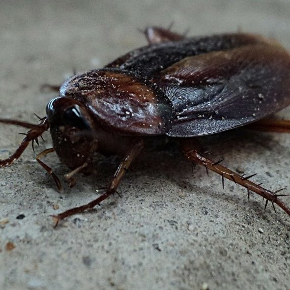 Cockroaches, Pest Control in Bayswater, W2. Call Now! 020 8166 9746