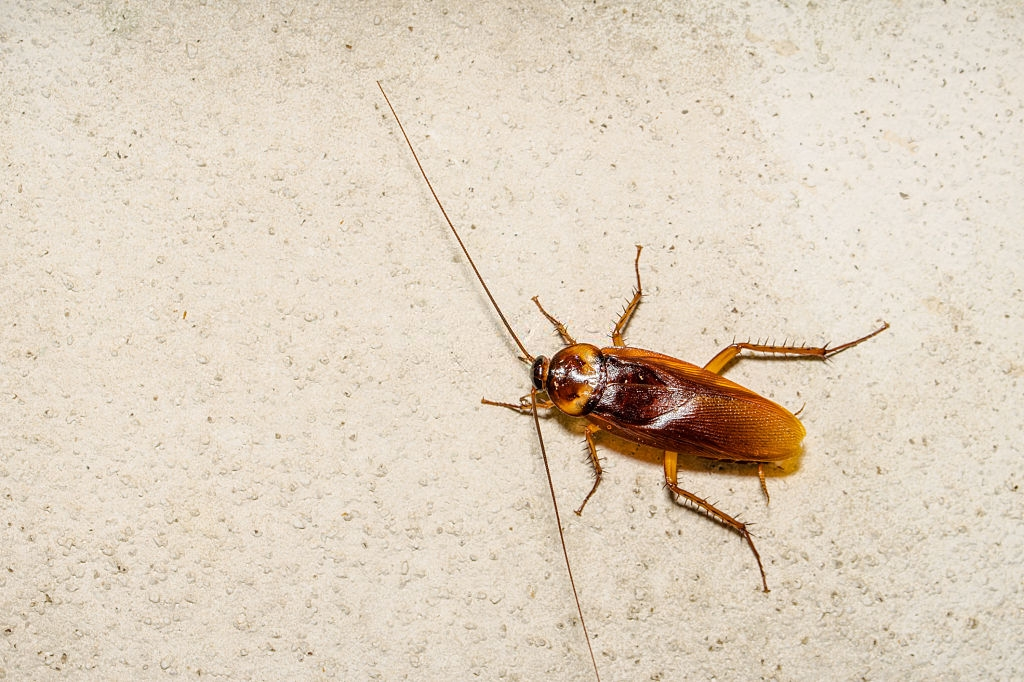Cockroach Control, Pest Control in Bayswater, W2. Call Now 020 8166 9746