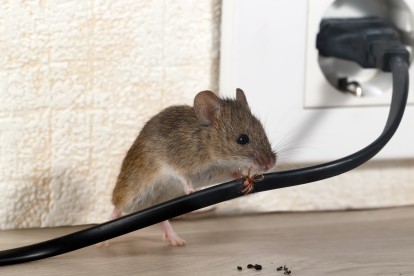 Pest Control in Bayswater, W2. Call Now! 020 8166 9746