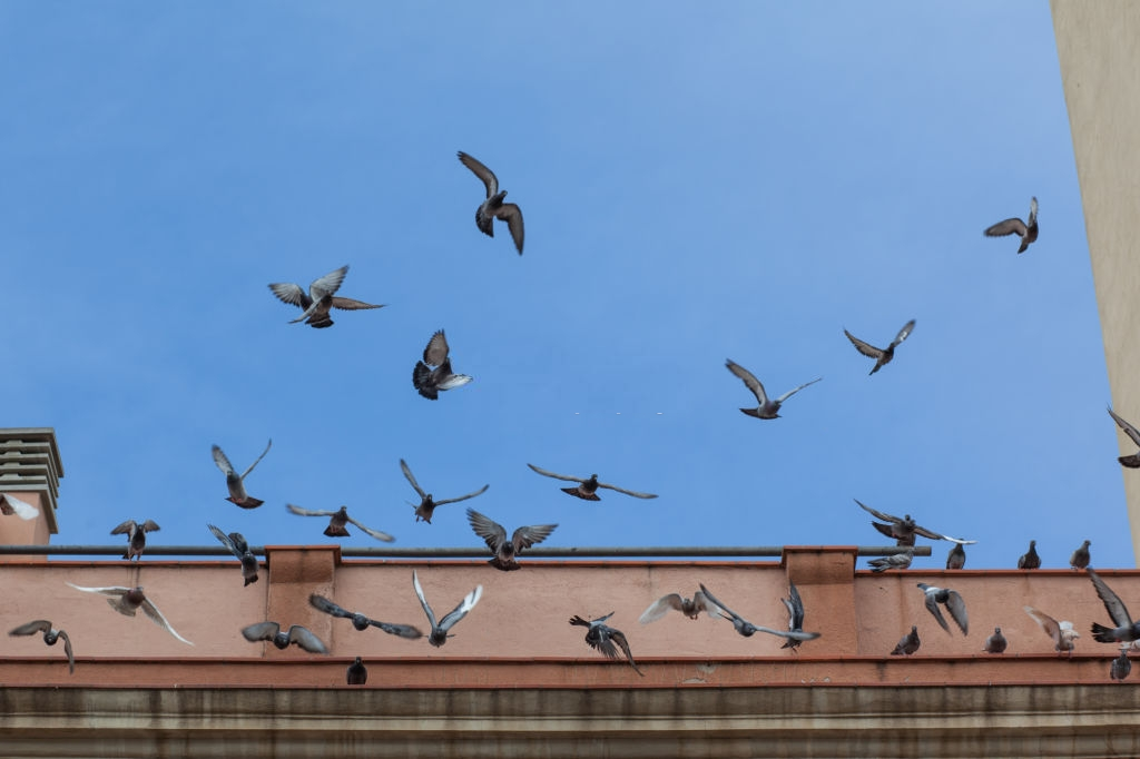 Pigeon Pest, Pest Control in Bayswater, W2. Call Now 020 8166 9746