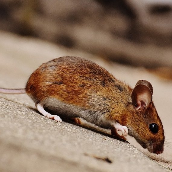 Mice, Pest Control in Bayswater, W2. Call Now! 020 8166 9746