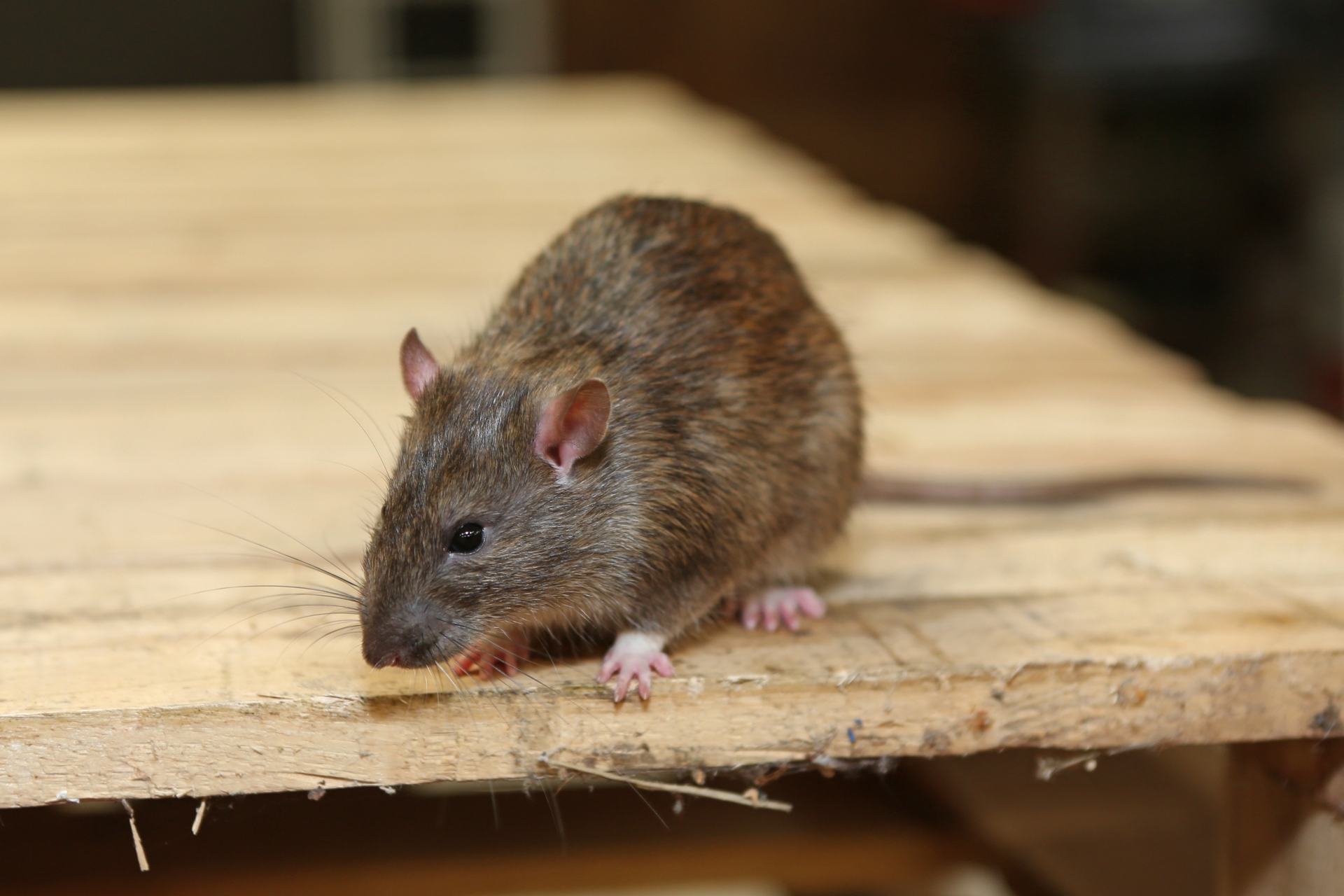 Rat Infestation, Pest Control in Bayswater, W2. Call Now 020 8166 9746