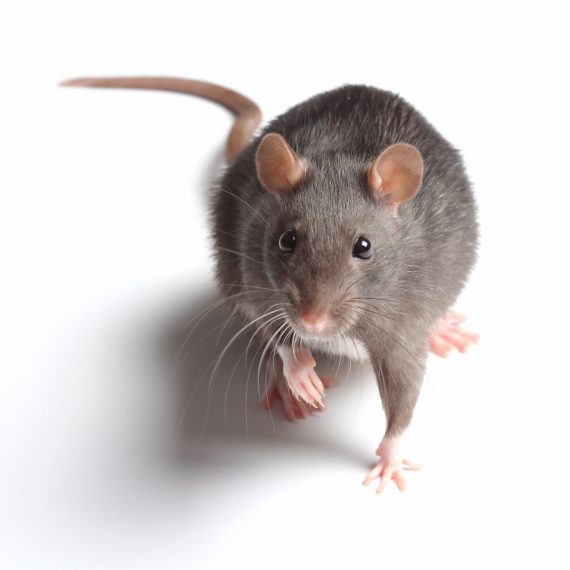 Rats, Pest Control in Bayswater, W2. Call Now! 020 8166 9746