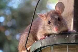 Rat Infestation, Pest Control in Bayswater, W2. Call Now 020 8166 9746