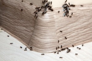 Ant Control, Pest Control in Bayswater, W2. Call Now 020 8166 9746
