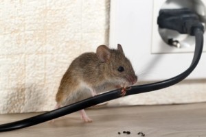 Mice Control, Pest Control in Bayswater, W2. Call Now 020 8166 9746