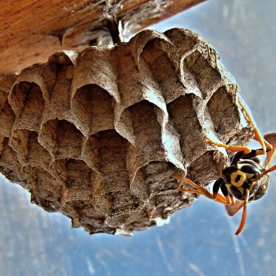 Wasps Nest, Pest Control in Bayswater, W2. Call Now! 020 8166 9746